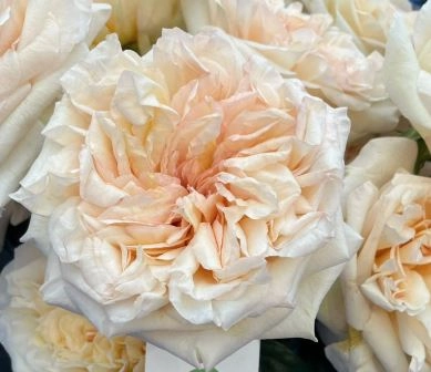 Rose tie dye | Wholesale flowers, plants and supplies Rose tie dye