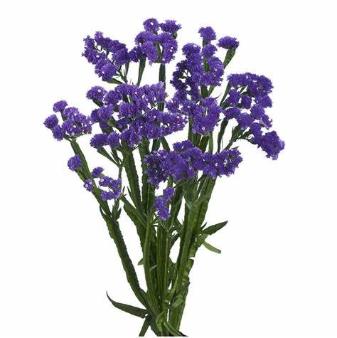 Statice violet
