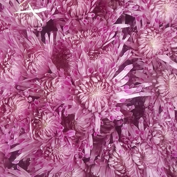Chrysanthemum spray caramia pink