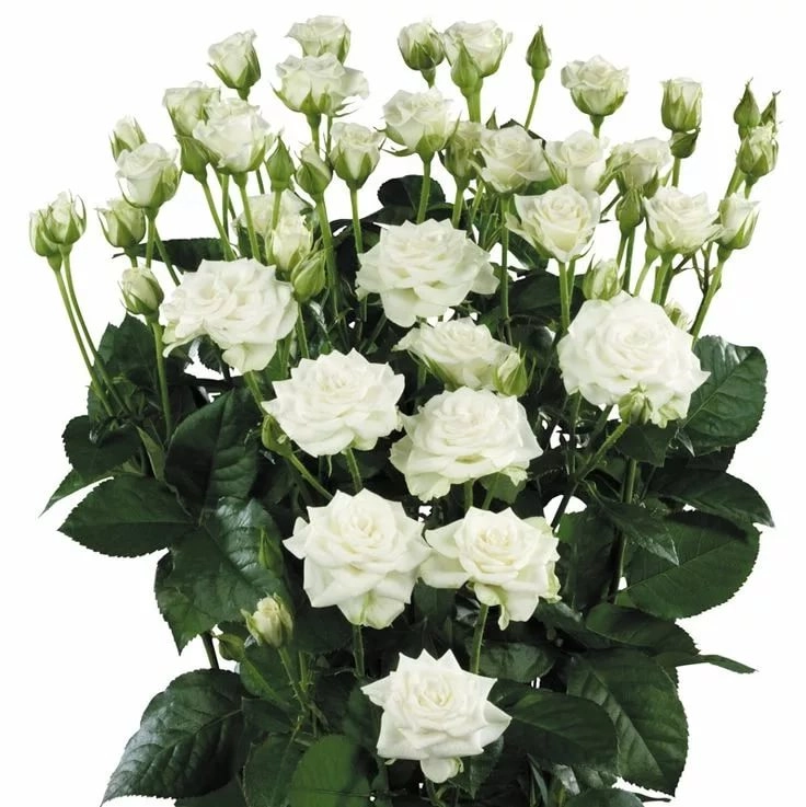 Rose spray pure spangle | Wholesale flowers, plants and supplies Rose spray pure spangle