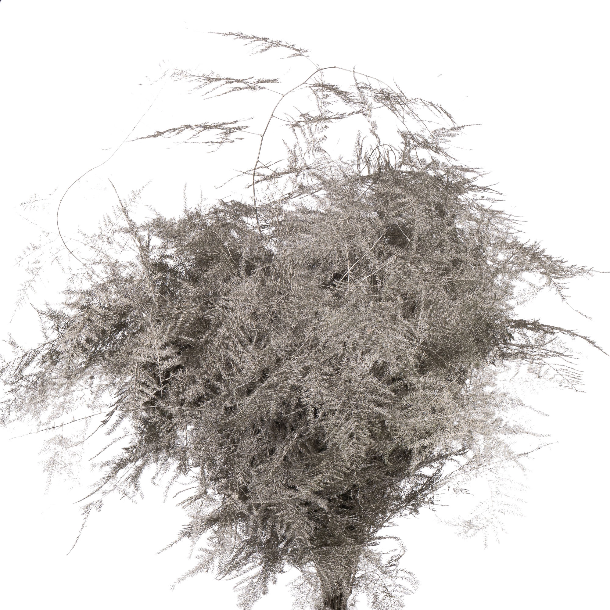 Blad Asparagus vrf platinum