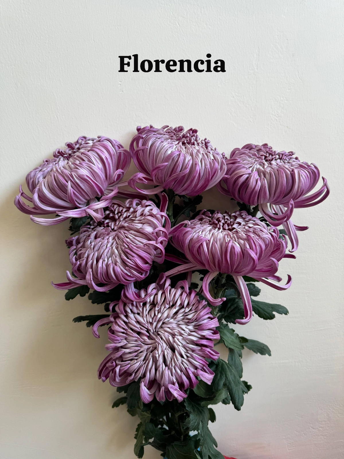 Chrysanthemum single florencia