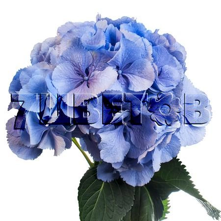 Hydrangea elbtal blue