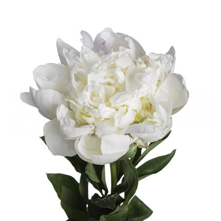 Paeonia brother chuck