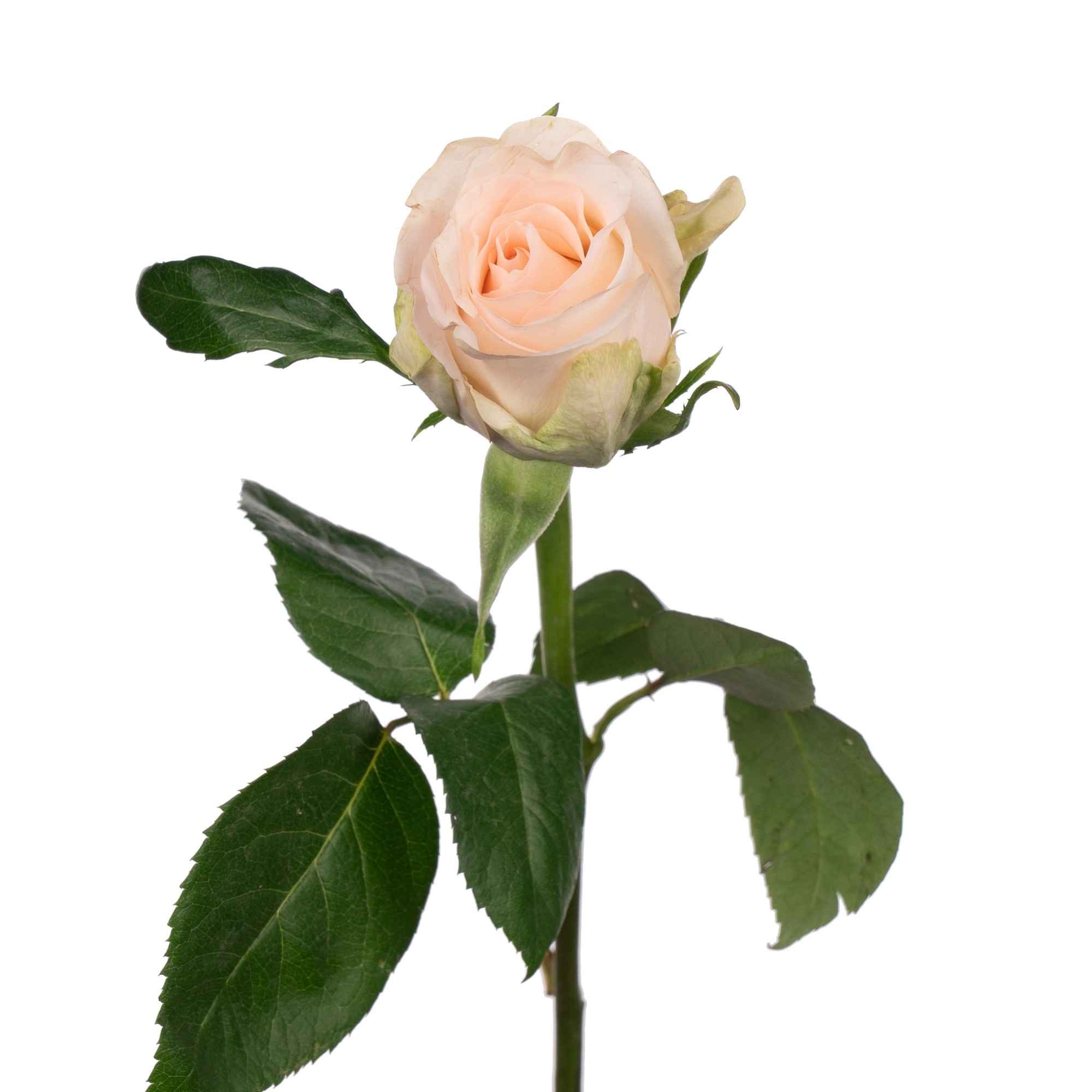 Rose senorita