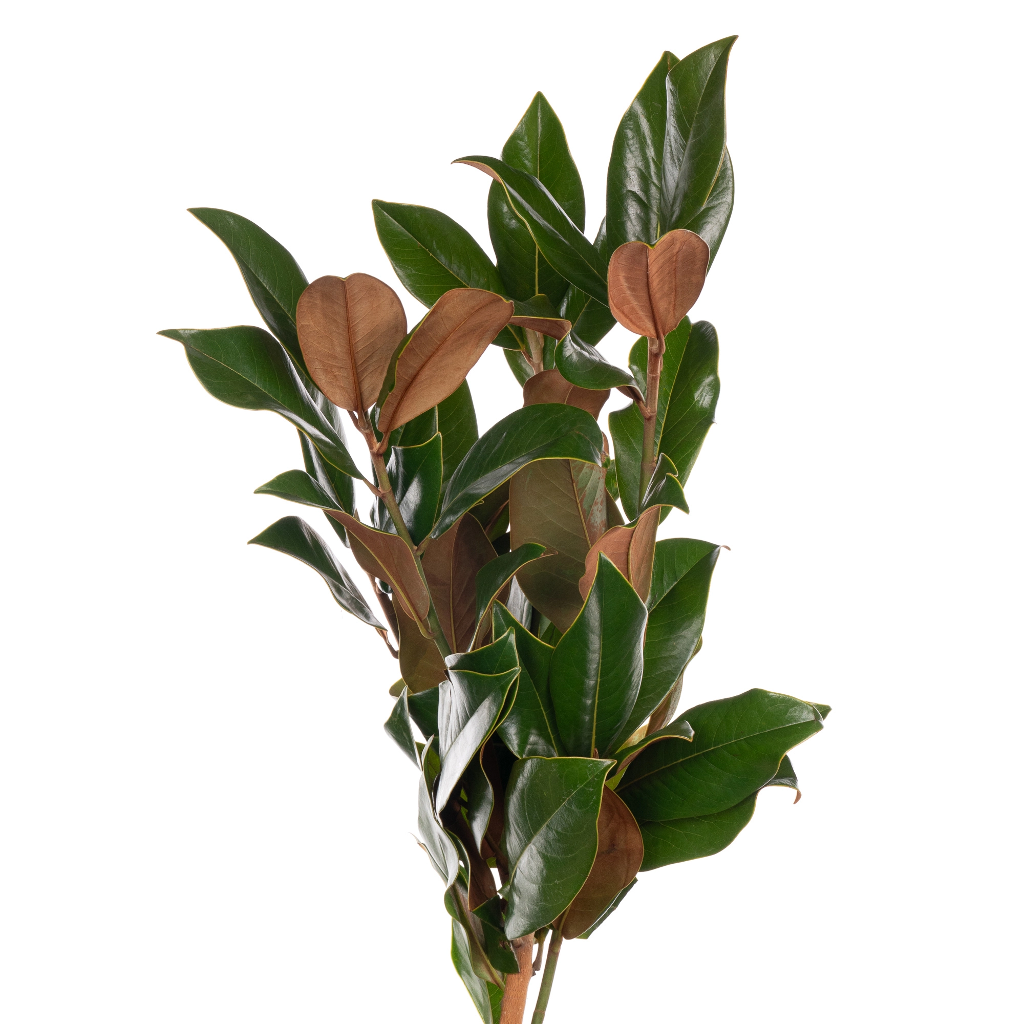 Blad Magnolia