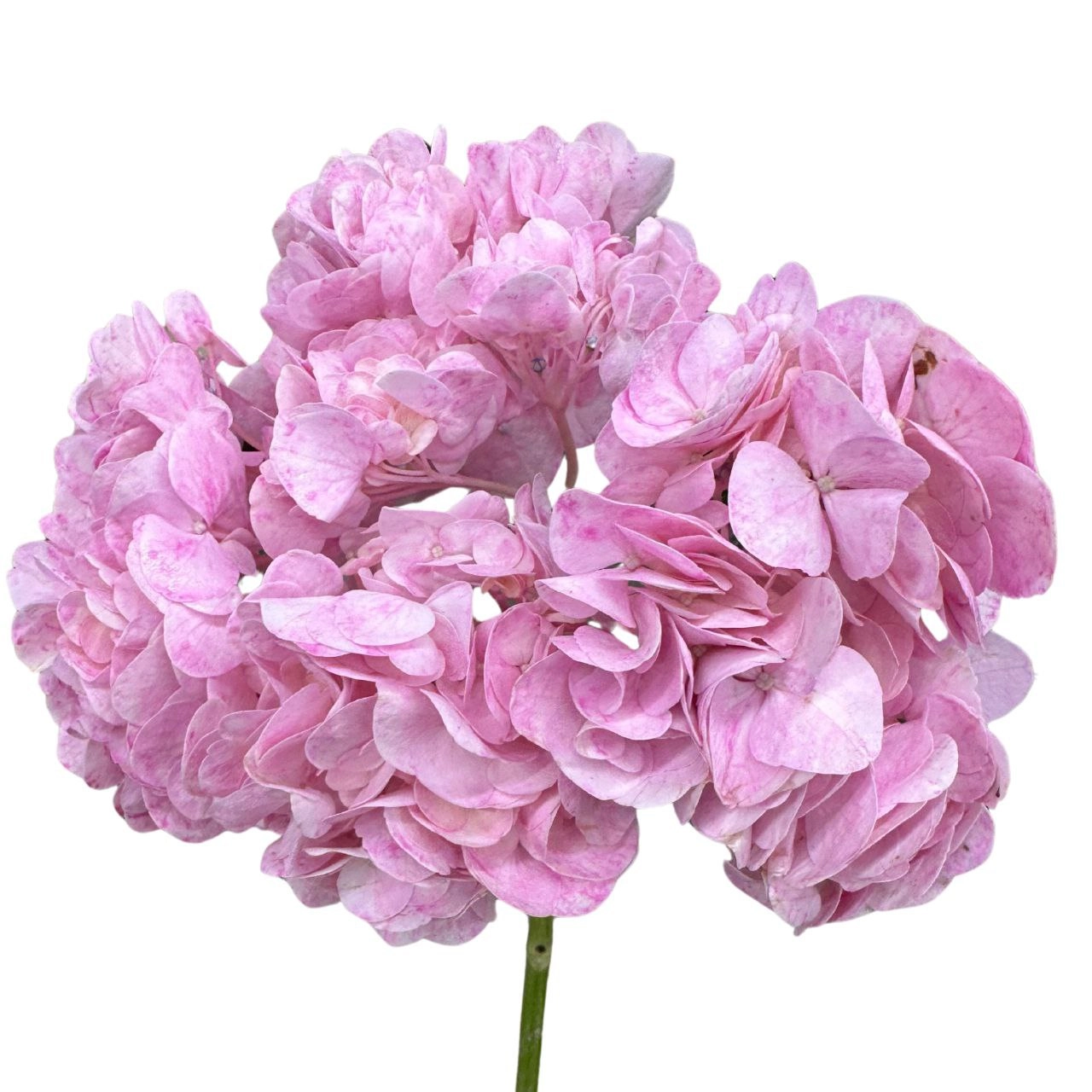 Hydrangea premium tinted pink | Wholesale flowers, plants and supplies Hydrangea premium tinted pink