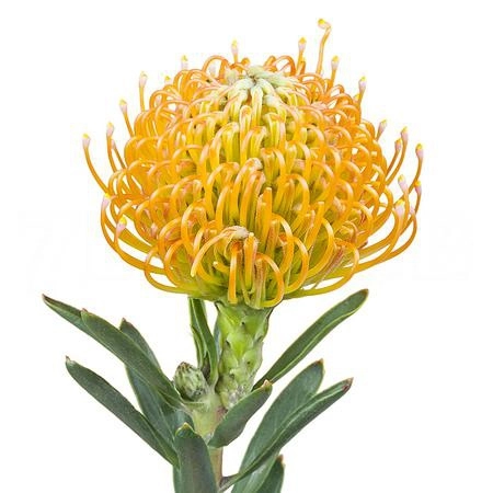 Leucospermum ayoba peach