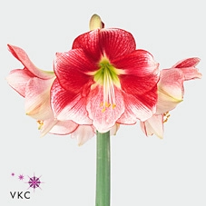 Hippeastrum exception