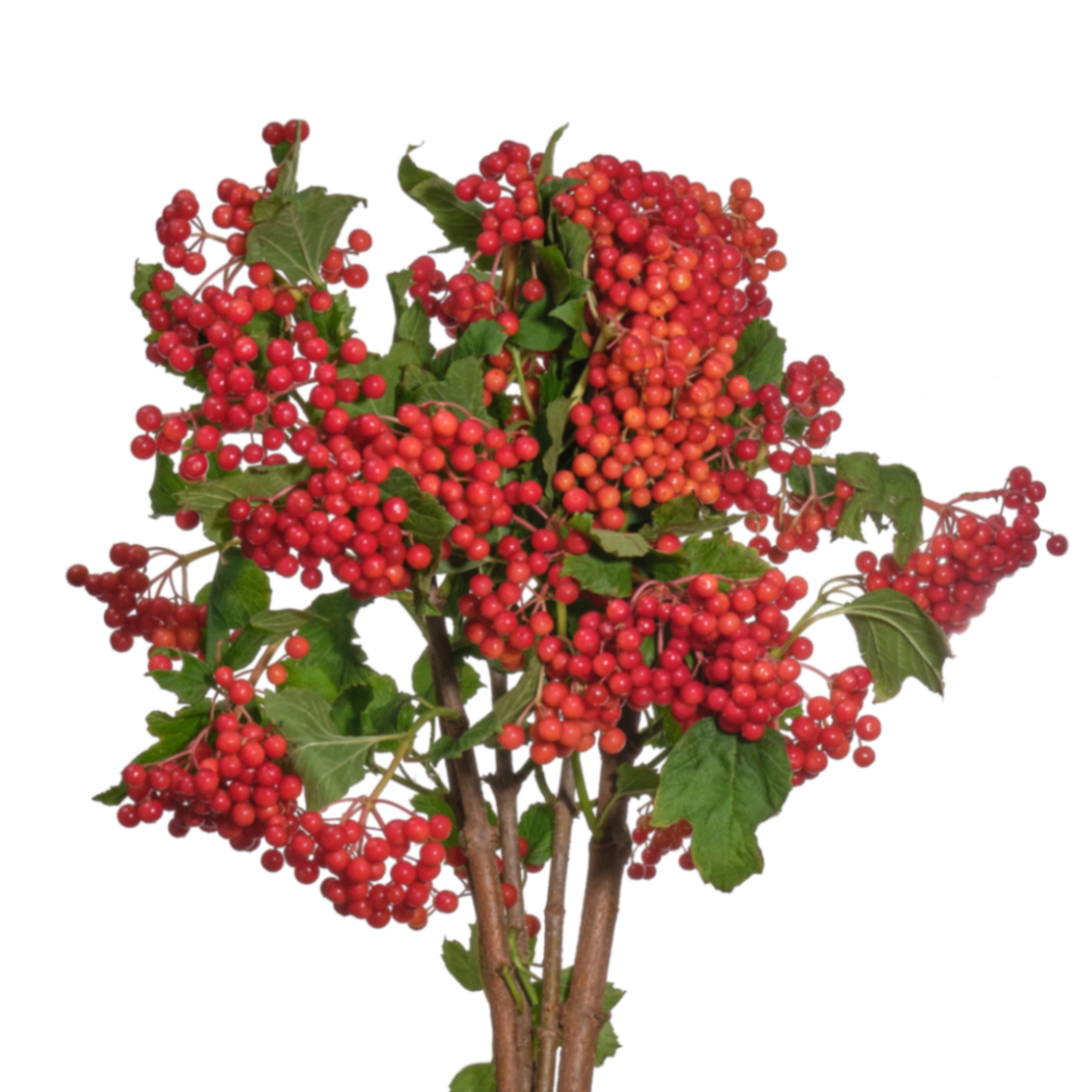 Viburnum compacta