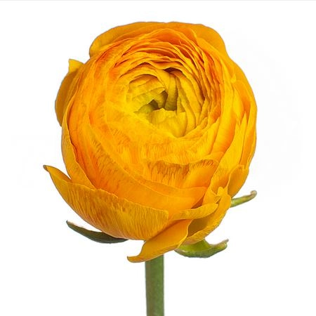 Ranunculus clooney pareo