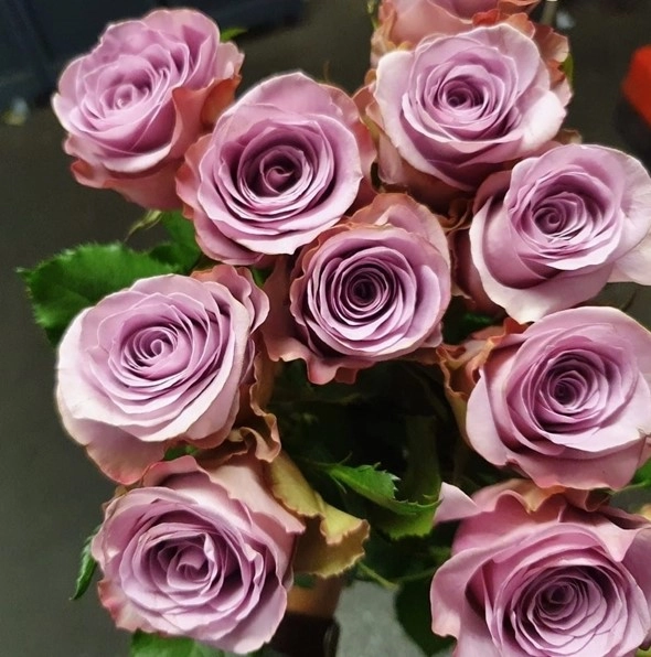 Rose miss mardi | Wholesale flowers, plants and supplies Rose miss mardi