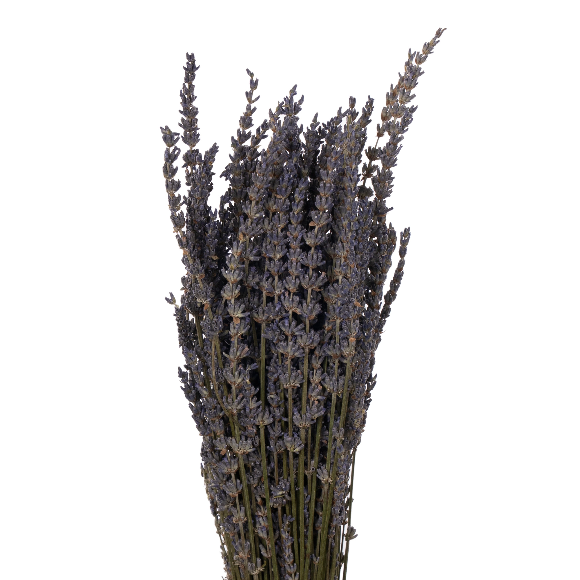 Lavanda tinted dark blue