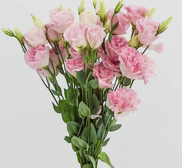 Eustoma wave sunny pink