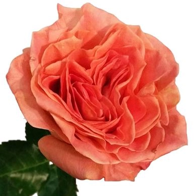 Rose wild spirit | Wholesale flowers, plants and supplies Rose wild spirit