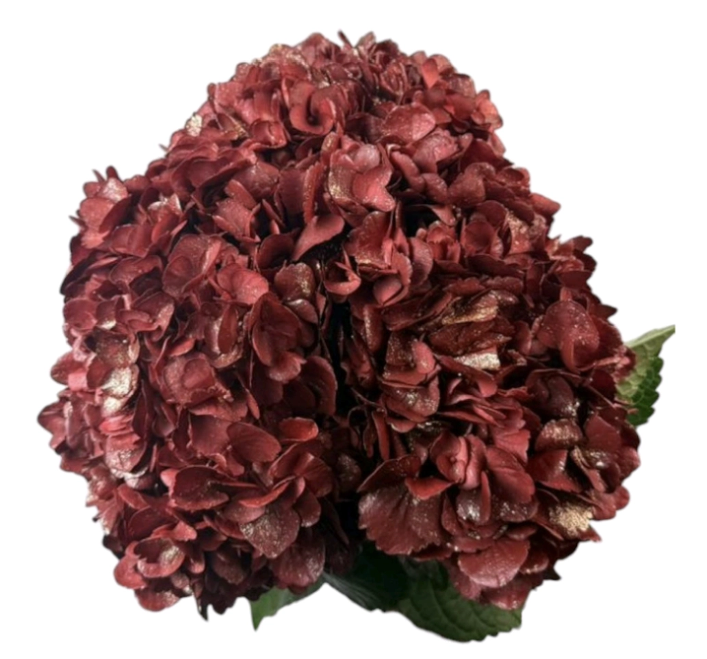 Hydrangea premium copper wine