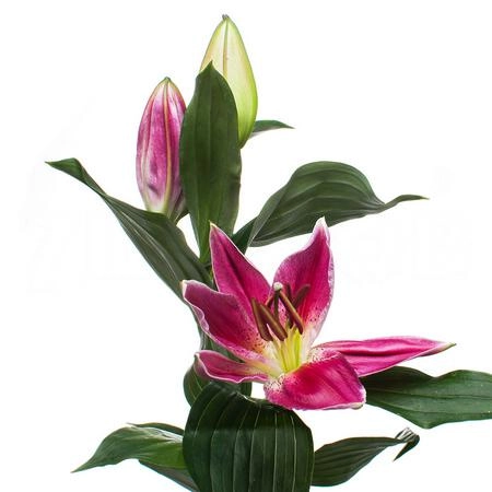 Lilium oriental pico