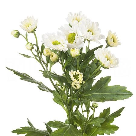 Chrysanthemum santini rossi white