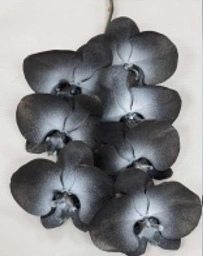 Phalaenopsis spray halloween blue-black