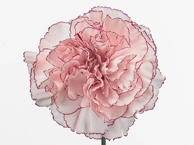 Carnation mariposa