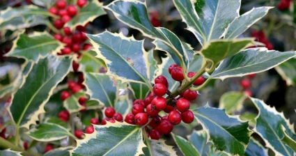 Blad Ilex verticillata rosso