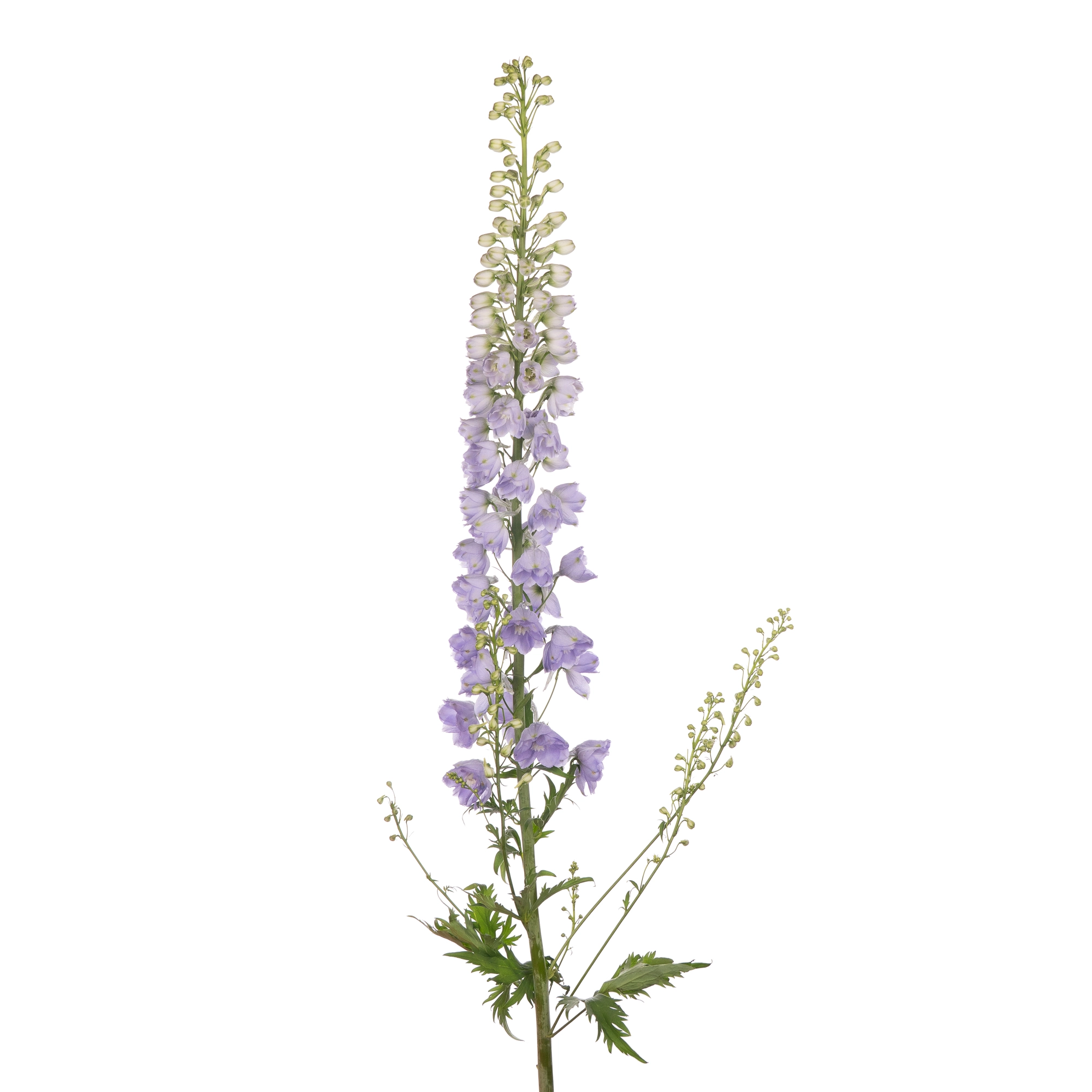 Delphinium double candle lavender shades