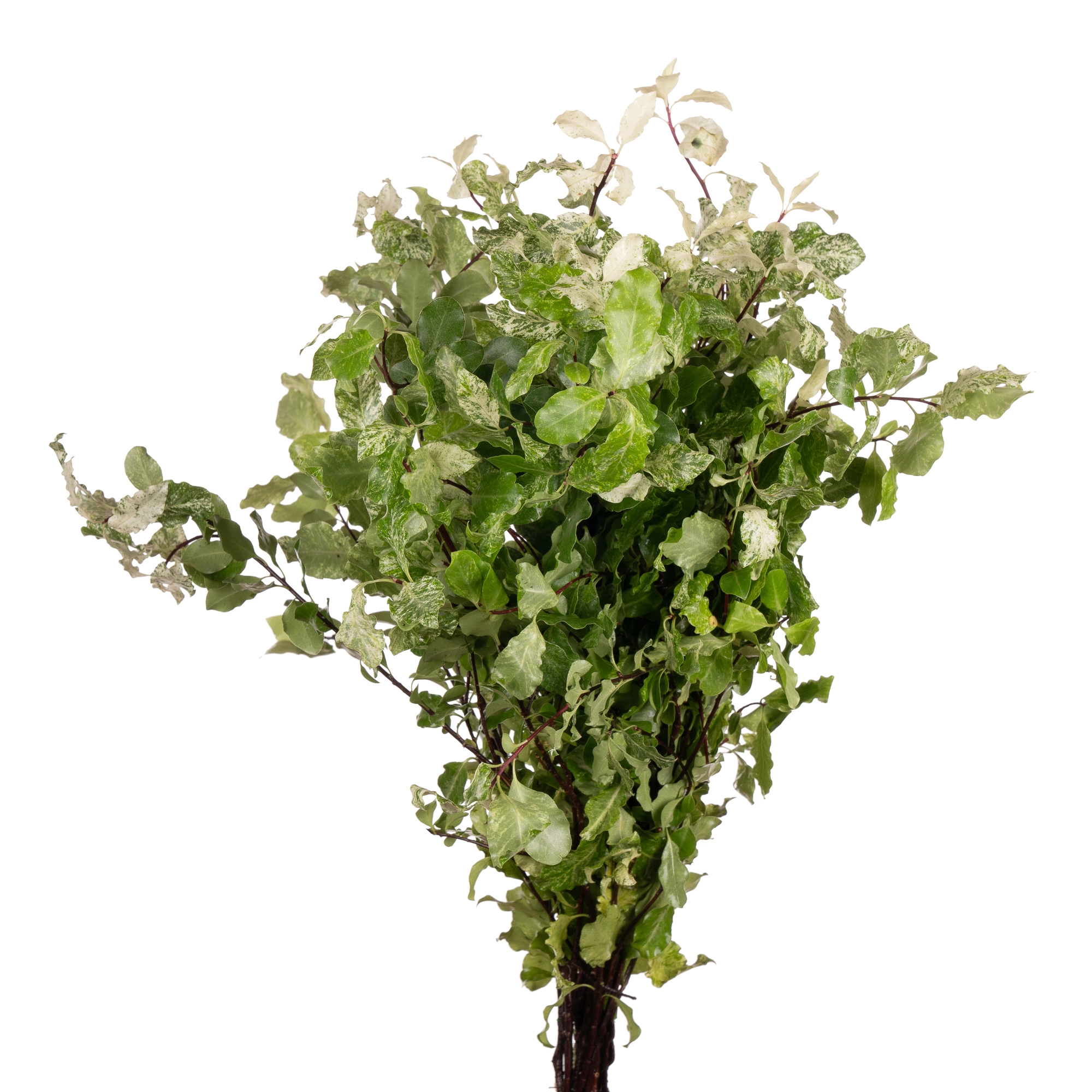 Blad Pittosporum nevato