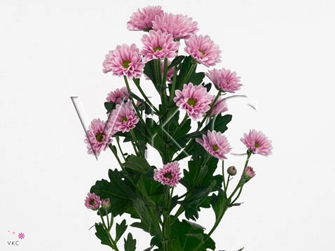 Chrysanthemum santini kindly