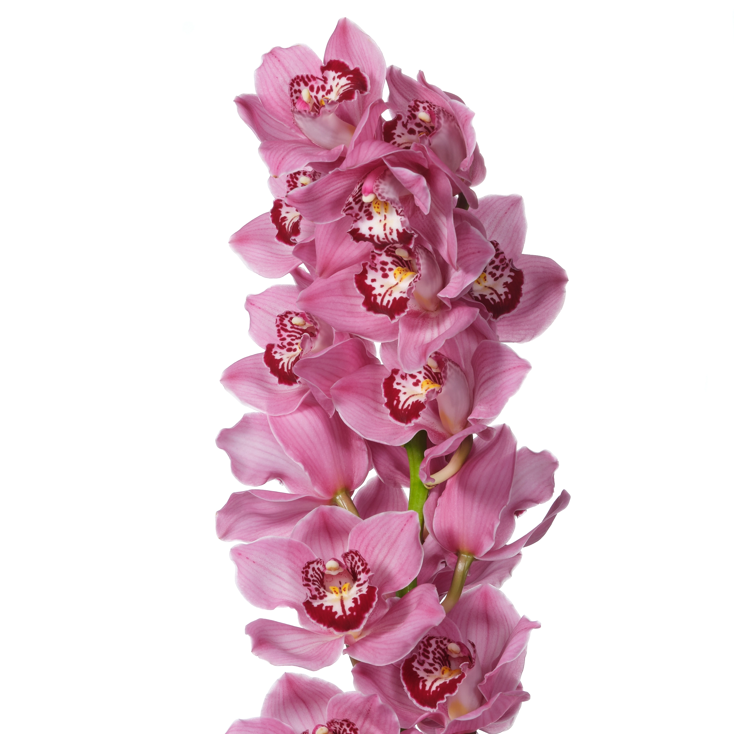 Cymbidium fantacy