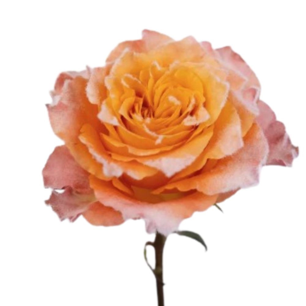 Rose free spirit