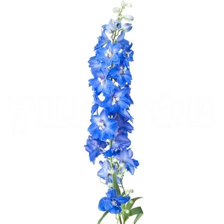 Delphinium double candle blue shades