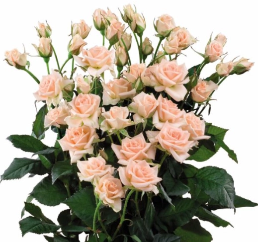 Rose spray sweet sarah | Wholesale flowers, plants and supplies Rose spray sweet sarah