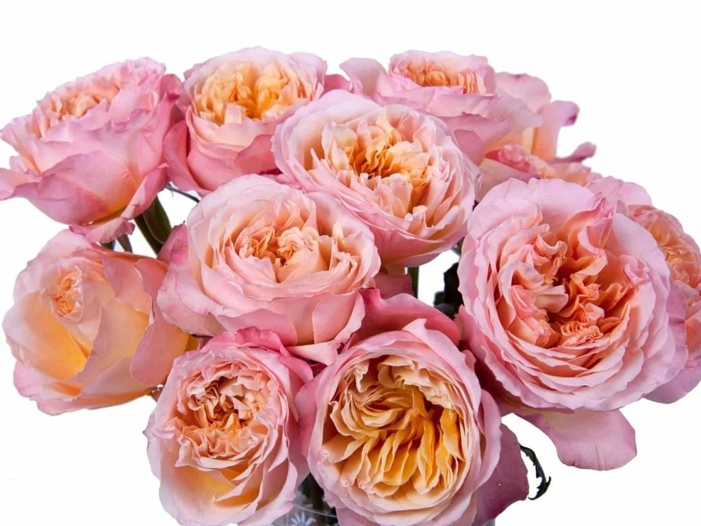 Rose austin edith | Wholesale flowers, plants and supplies Rose austin edith