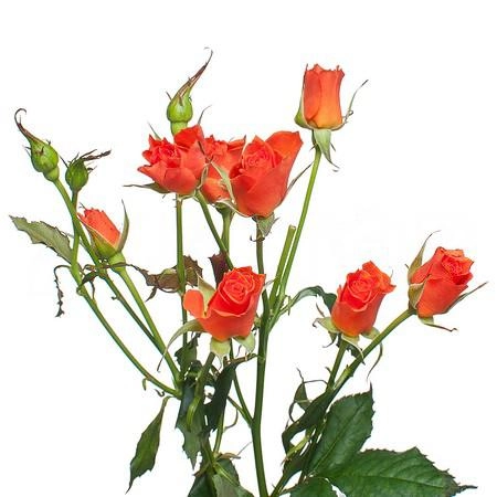 Rose spray alegria