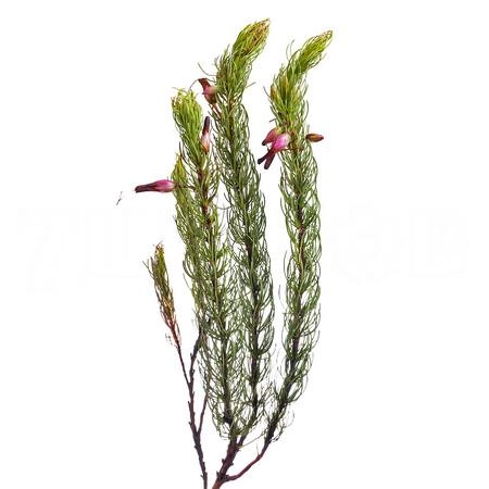 Kaaps stoebe plumosa