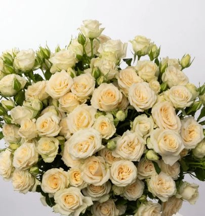 Rose spray salinero | Wholesale flowers, plants and supplies Rose spray salinero