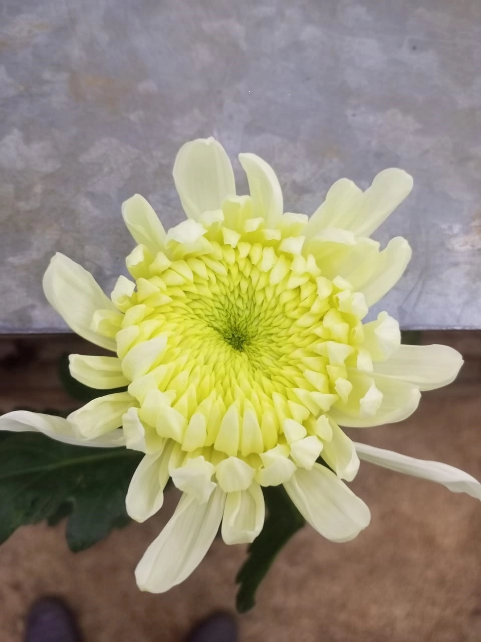 Chrysanthemum single philadelp linet