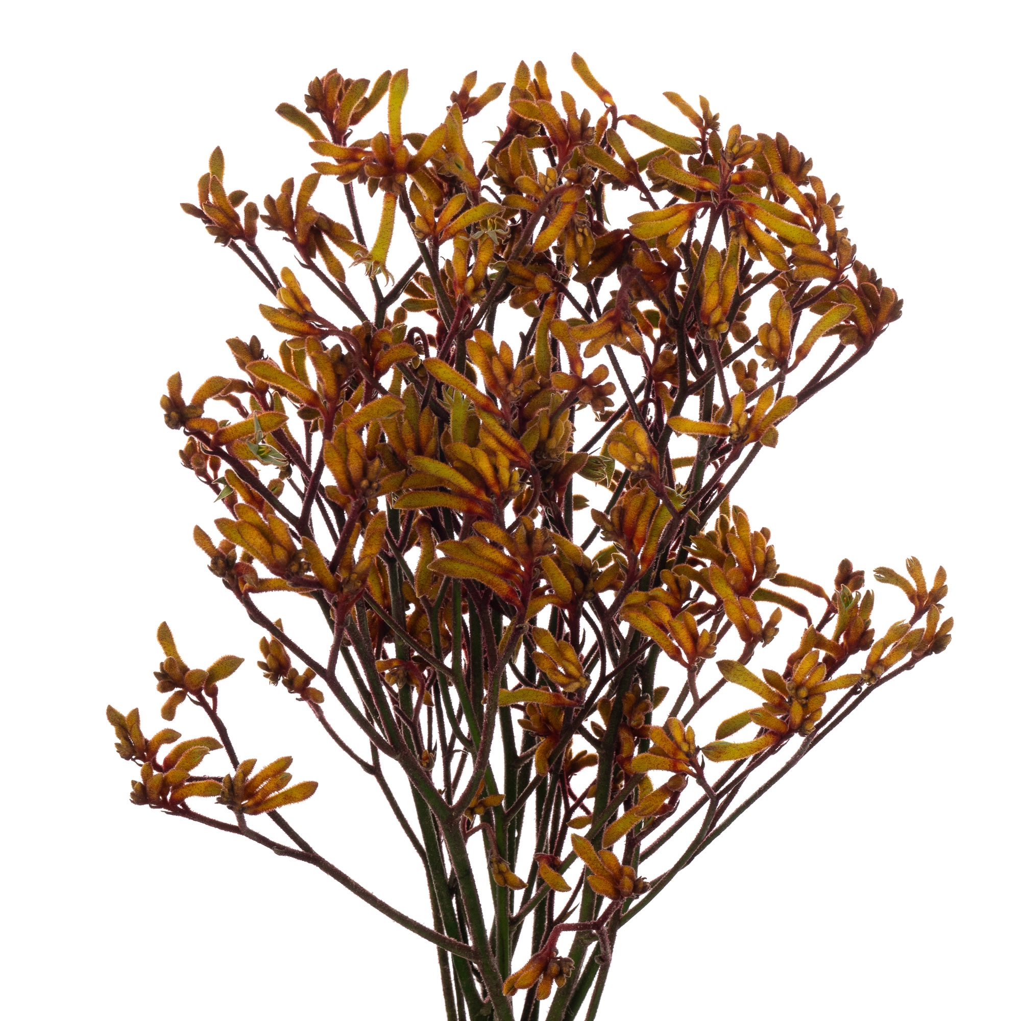 Anigozanthos gold fever