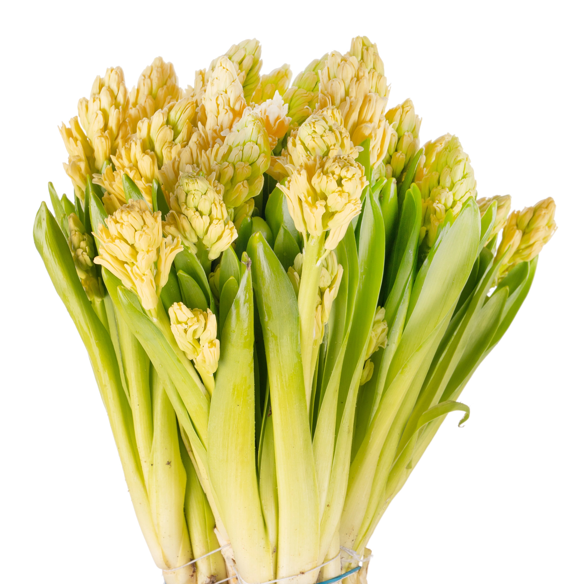 Hyacinthus yellow queen