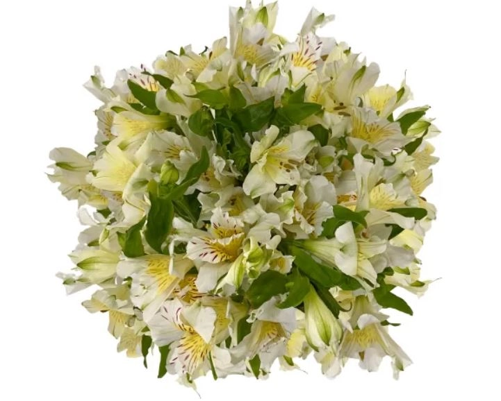 Alstroemeria white yellow