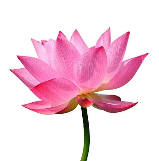 Lotus pink