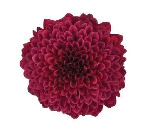 Chrysanthemum single testarosa
