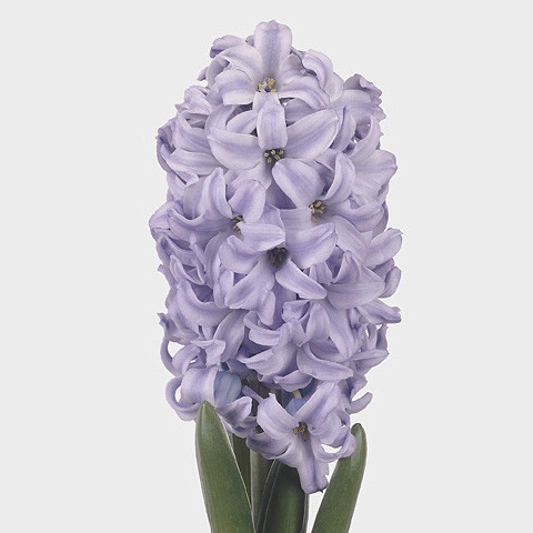 Hyacinthus sky jacket