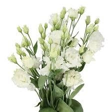 Eustoma double corelli white