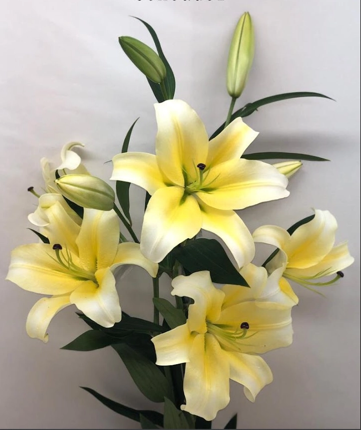 Lilium ot concador