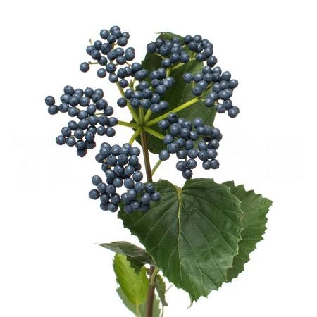 Viburnum dark blue hermania