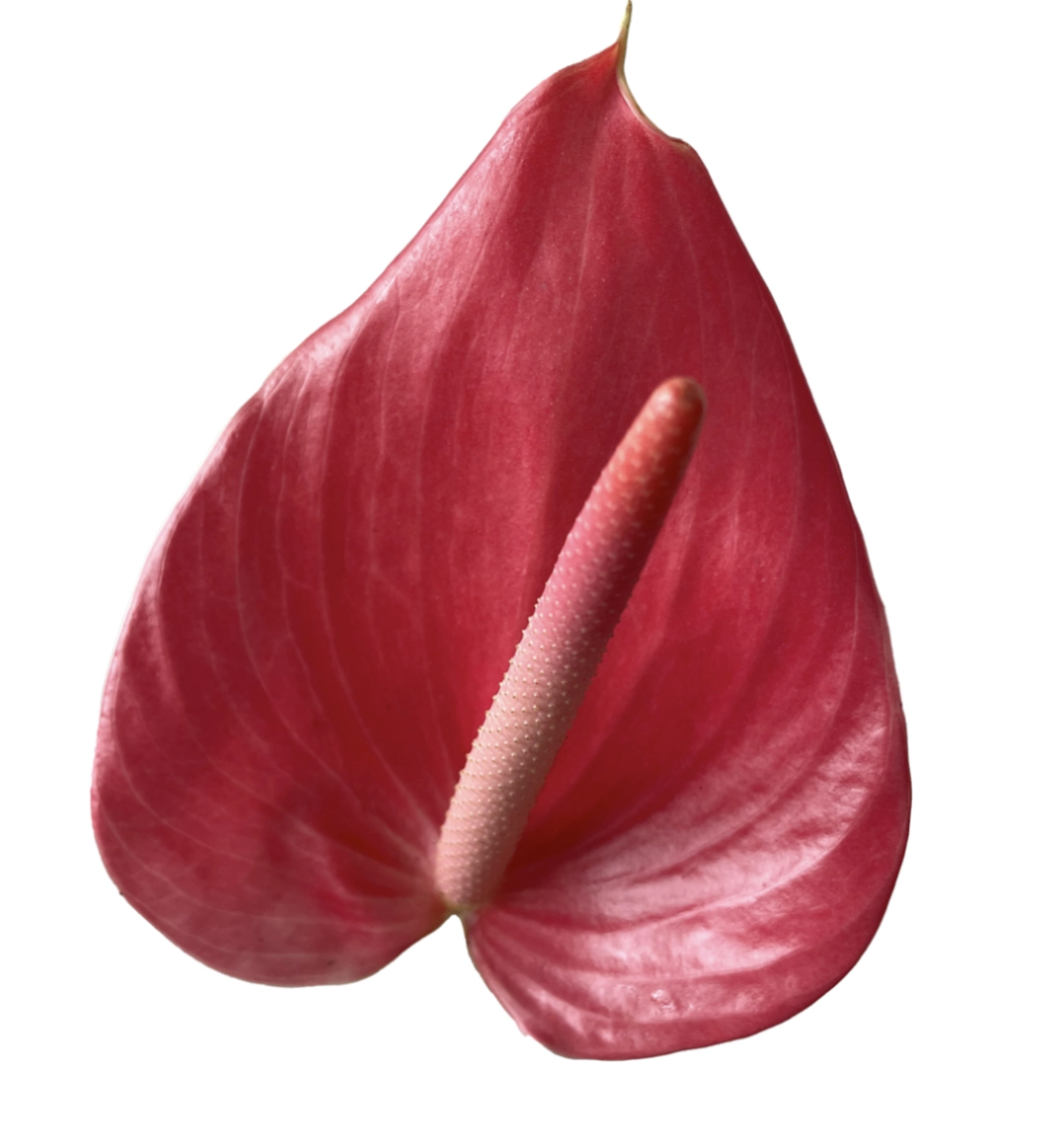 Anthurium medium hot pink