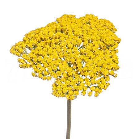 Achillea parkers variety beauty