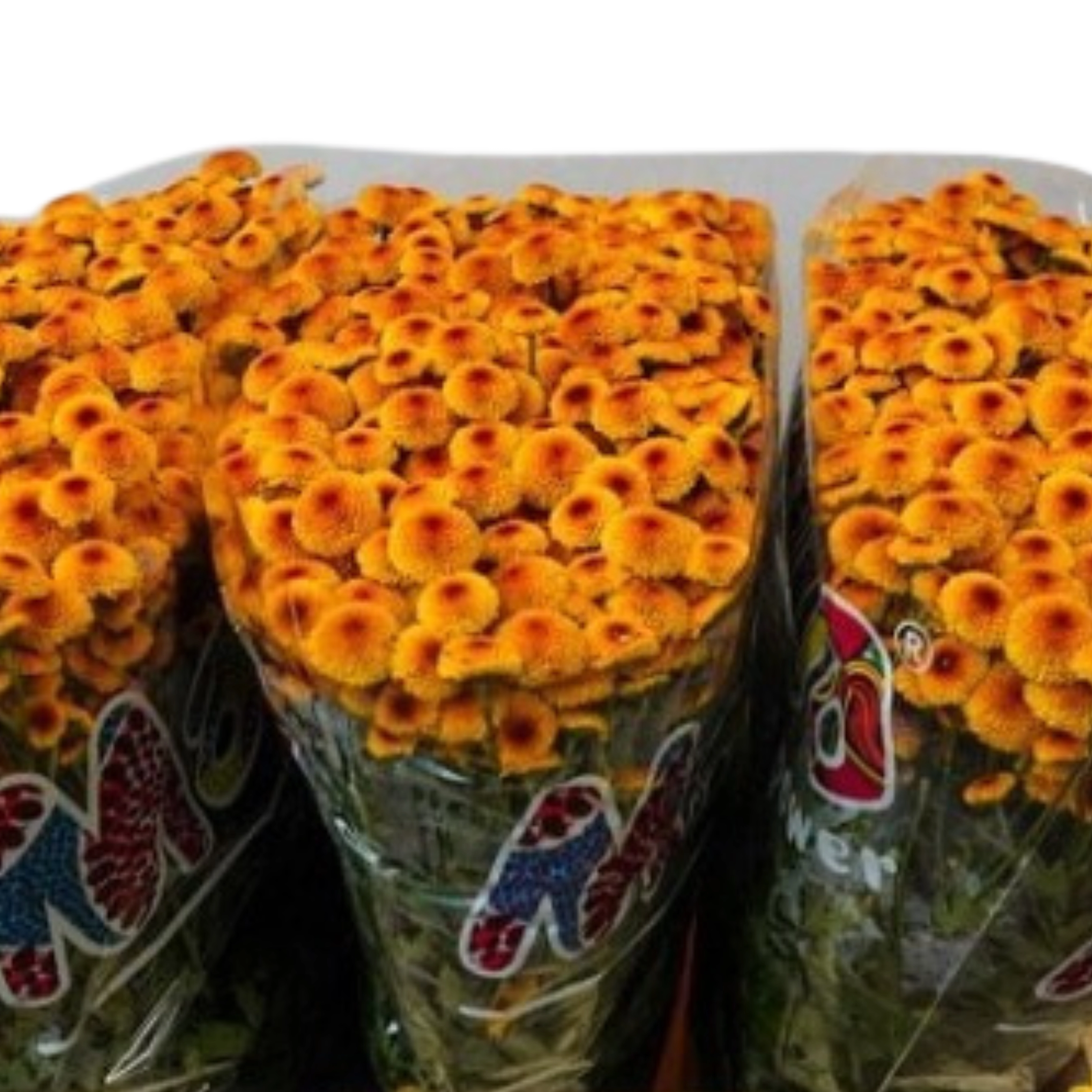 Chrysanthemum santini madiba lambo sunrise