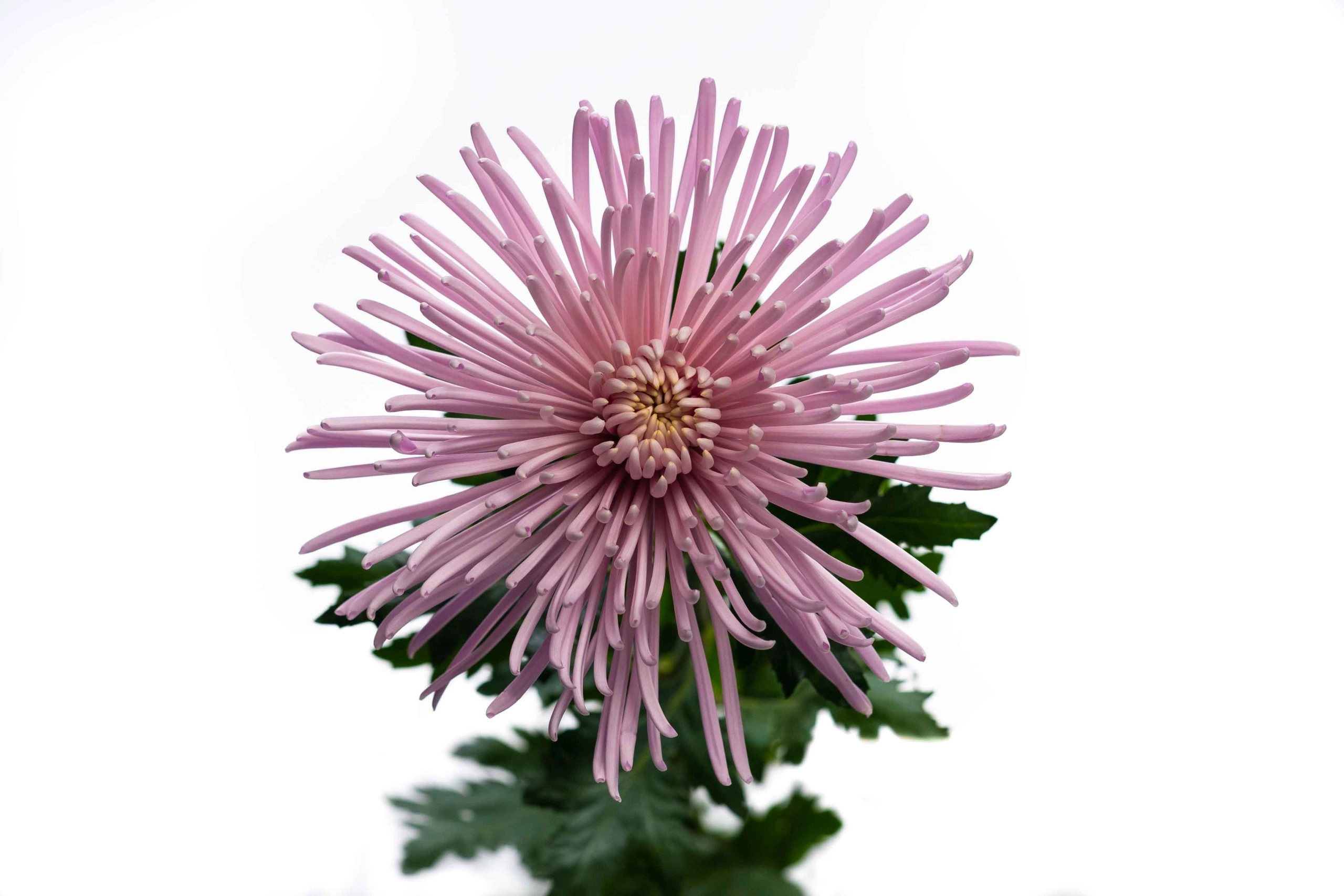 Chrysanthemum pink ray